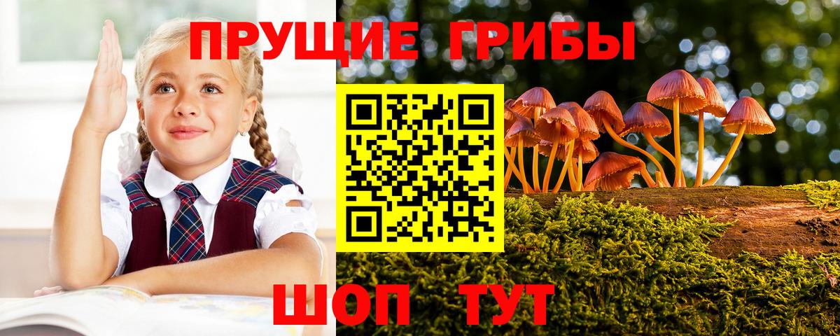 Галлюциногенные грибы Psilocybe Сургут