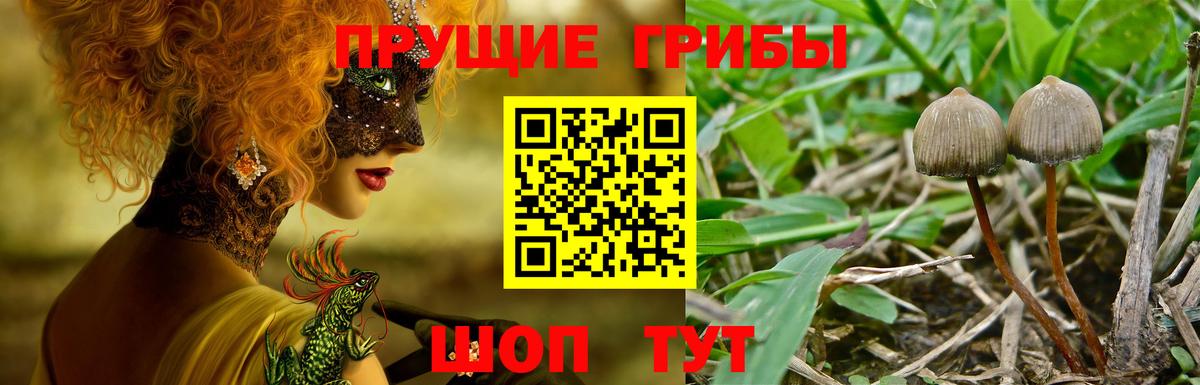Галлюциногенные грибы MAGIC MUSHROOMS  Вход с VPN  Галлюциногенные грибы Cubensis  Сургут 